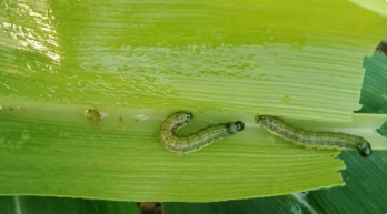 春季草地貪夜蛾發(fā)生趨勢(shì)預(yù)報(bào)