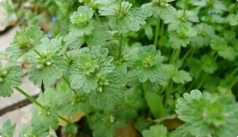 闊葉雜草的防除