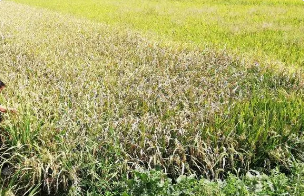 水稻白葉枯病的癥狀