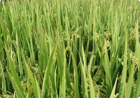 水稻白葉枯病的綜合治理