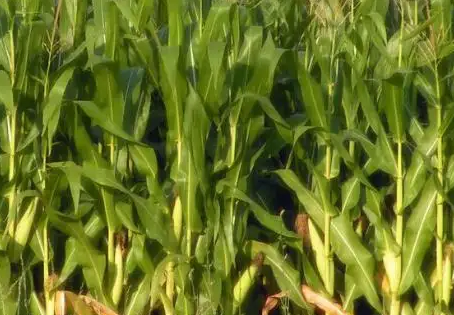 玉米小斑病的綜合治理