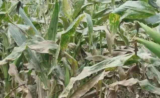 玉米大斑病的發(fā)病因素