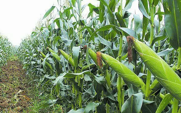 玉米莖基腐病的綜合治理