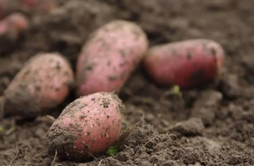 甘薯黑斑病的癥狀