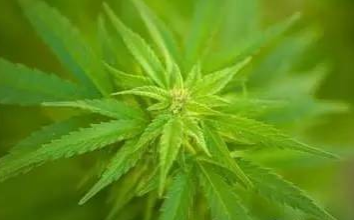 黃麻炭疽病的發(fā)病因素