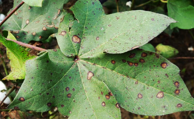 棉、麻的其他病害