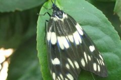 茶葉斑蛾的生活習(xí)性與防治技術(shù)