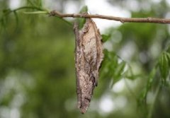 大蓑蛾的形態(tài)特征與發(fā)生規(guī)律