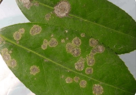 植物病理學發(fā)展簡史