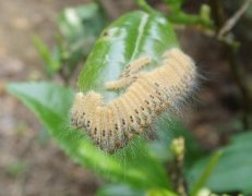 茶毛蟲的發(fā)生規(guī)律與防治技術(shù)