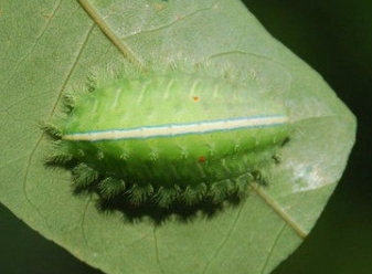 扁刺蛾的防治技術(shù)與測報方法