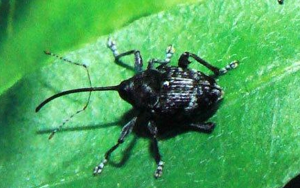 茶籽象甲的生活習(xí)性