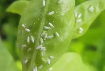 柑橘粉虱的生活習(xí)性