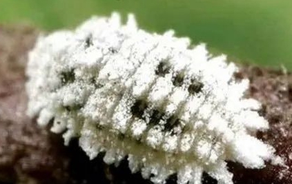 日本長白盾蚧的測報(bào)方法