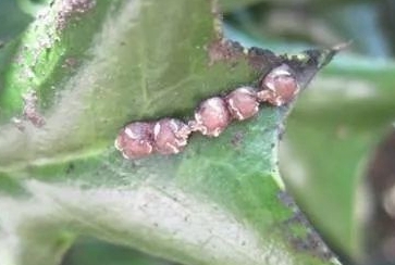 紅蠟蚧的發(fā)生規(guī)律