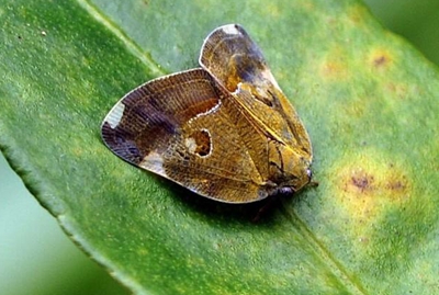 緣紋廣翅蠟蟬的生活習性