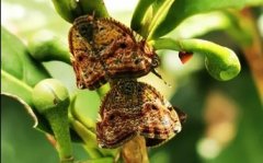 可可廣翅蠟蟬的防治技術