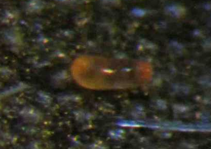 茶黃薊馬的習(xí)性與防治