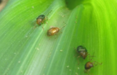 褐足角胸葉甲的發(fā)生