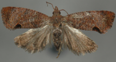 荔枝異形小卷蛾的生活習(xí)性