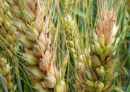 病害科普丨小麥赤霉病