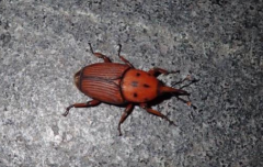 紅棕象甲的生活習(xí)性